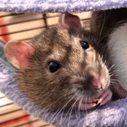 Ellie the brown rat